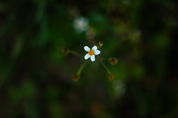 small white flower 