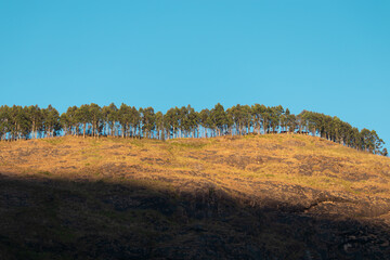 trees in the mountains