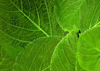 Flowers close macro view background, flower shape in detail