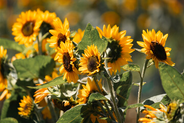sunflowers in the field
