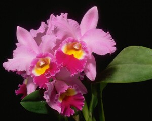 Fototapeta premium Flowers close view background. Natural flower shape, garden plants