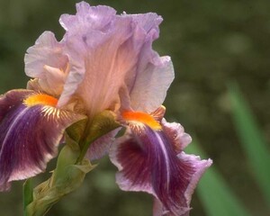 Flowers close view background. Natural flower shape, garden plants