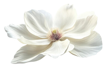 Fototapeta premium White Flower Petal Closeup