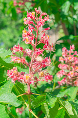 Vibrant pink flowering horse chestnut trees in bloom during spring