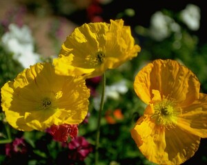 Flowers close view background. Natural flower shape, garden plants