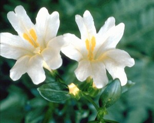 Flowers close view background. Natural flower shape, garden plants