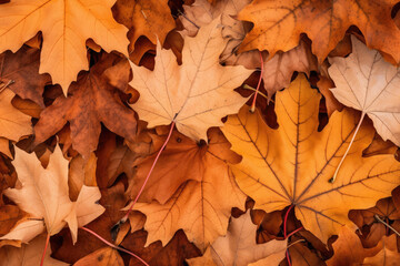 Fototapeta premium Beautiful Autumn Maple Leaves Background Texture