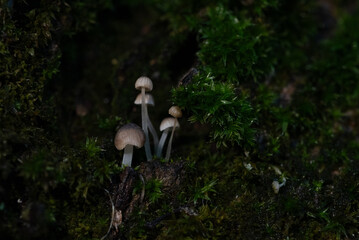 Wenige Millimeter gro&szlig;e Pilze wachsen an einem mit Moos bedeckten Baumstamm, Deutschland