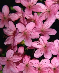 Flowers close view background. Natural flower shape, garden plants