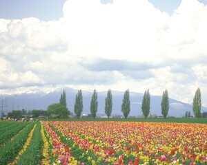 Flowers close view background. Natural flower shape, garden plants