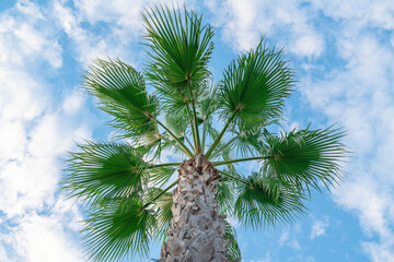 A vibrant palm tree stretching toward a blue sky with scattered clouds