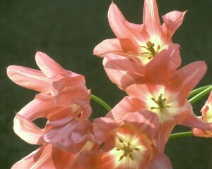 Flowers close view background. Natural flower shape, garden plants