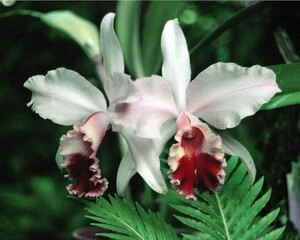 Flowers close view background. Natural flower shape, garden plants