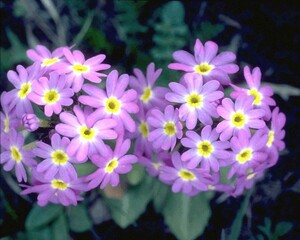Flowers close view background. Natural flower shape, garden plants