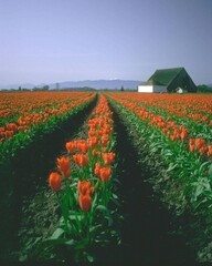 Flowers close view background. Natural flower shape, garden plants