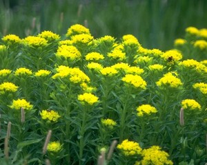 Flowers close view background. Natural flower shape, garden plants