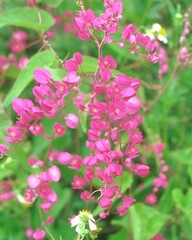 Flowers close view background. Natural flower shape, garden plants