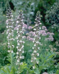 Flowers close view background. Natural flower shape, garden plants