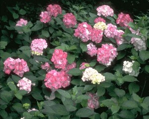 Flowers close view background. Natural flower shape, garden plants