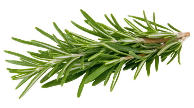 Fresh Rosemary Herb Sprig Perfect for Culinary Use and Aromatic Enhancements