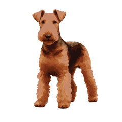 Airedale Terrier Standing Watercolor vector Illustration on transparent background, Close up of an airedale terrier standing pose looking front , Watercolor logo silhouettes of Dog 