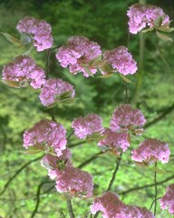 Flowers close view background. Natural flower shape, garden plants