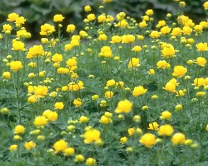 Flowers close view background. Natural flower shape, garden plants