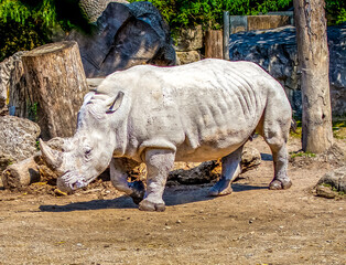 Nashorn Rhino