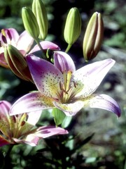 Flowers close view background. Natural flower shape, garden plants