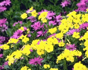 Flowers close view background. Natural flower shape, garden plants