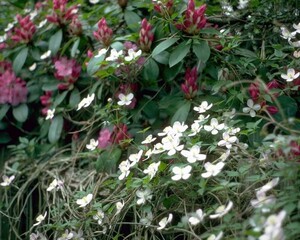 Flowers close view background. Natural flower shape, garden plants