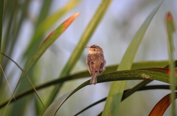 The Plain Prinia or White-browed Wren-Warbler perched on a grass in early morning light.