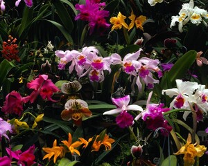 Flowers close view background. Natural flower shape, garden plants