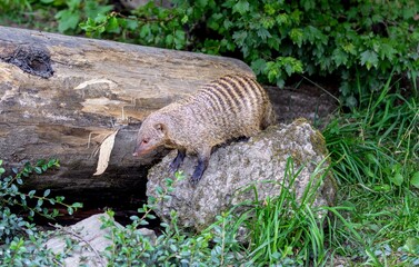 Zerbamangusten Mangusten Banded Mongoose