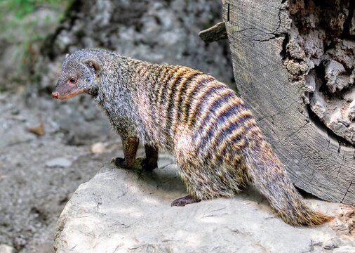 Zerbamangusten Mangusten Banded Mongoose