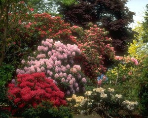 Flowers close view background. Natural flower shape, garden plants