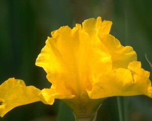 Flowers close view background. Natural flower shape, garden plants