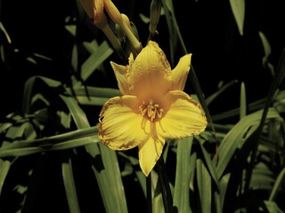 Flowers close view background. Natural flower shape, garden plants
