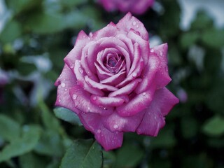 Flowers close view background. Natural flower shape, garden plants
