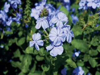 Flowers close view background. Natural flower shape, garden plants