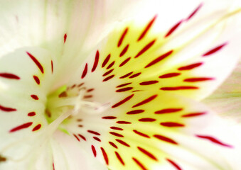 Flowers close macro view background, flower shape in detail