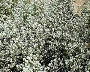 Flowers close view background. Natural flower shape, garden plants