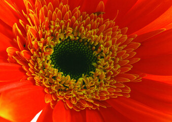 Flowers close macro view background, flower shape in detail