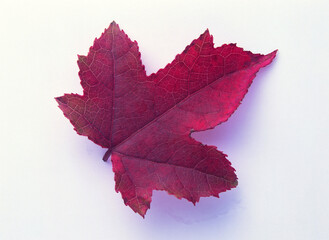 Flower leaves details close view, leaf over solid background