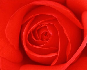 Rose flower close macro view background, roses in detail