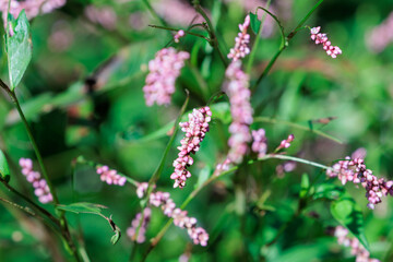 野原に咲くイヌダテ