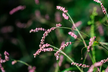 野原に咲くイヌダテ
