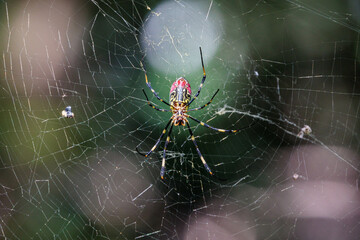 巣を這って静かに獲物を待つジョロウグモ