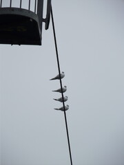 Obraz premium birds on the wire
