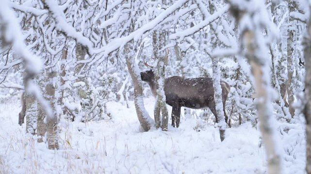 Reinder eating on a frozen tree